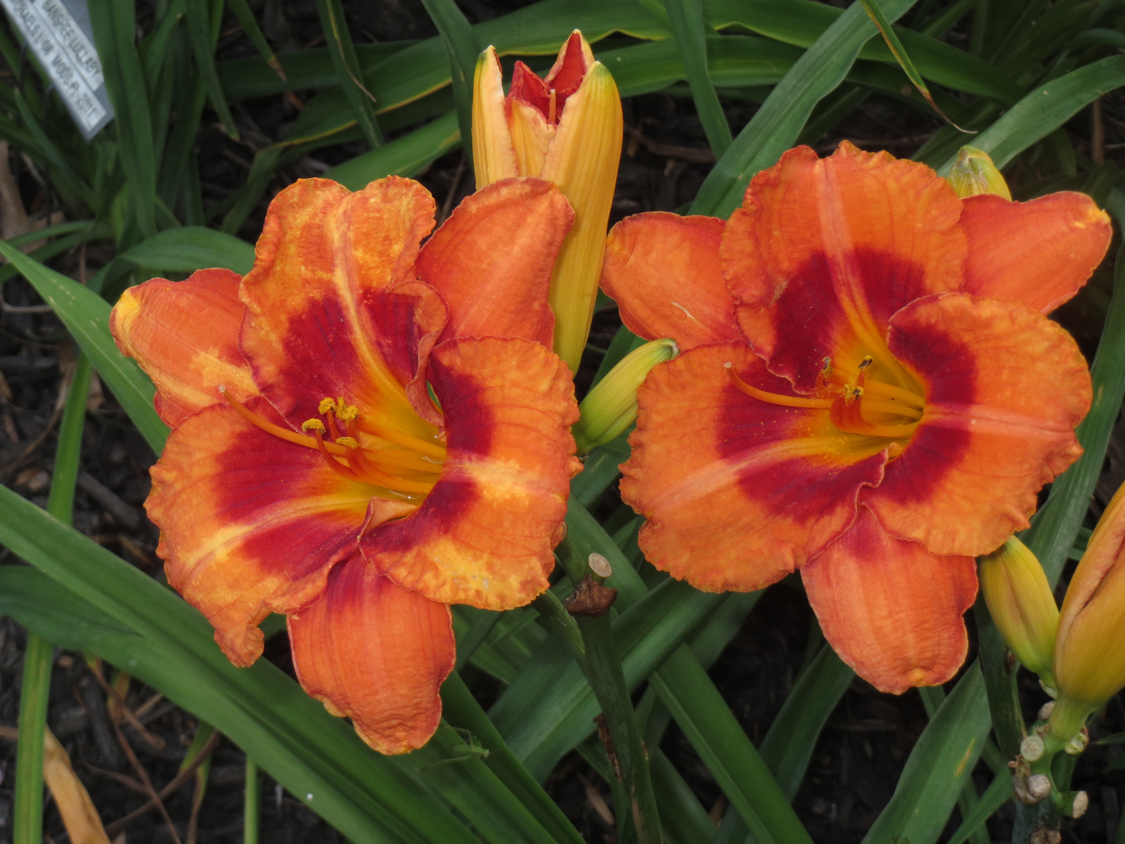 Daylilies